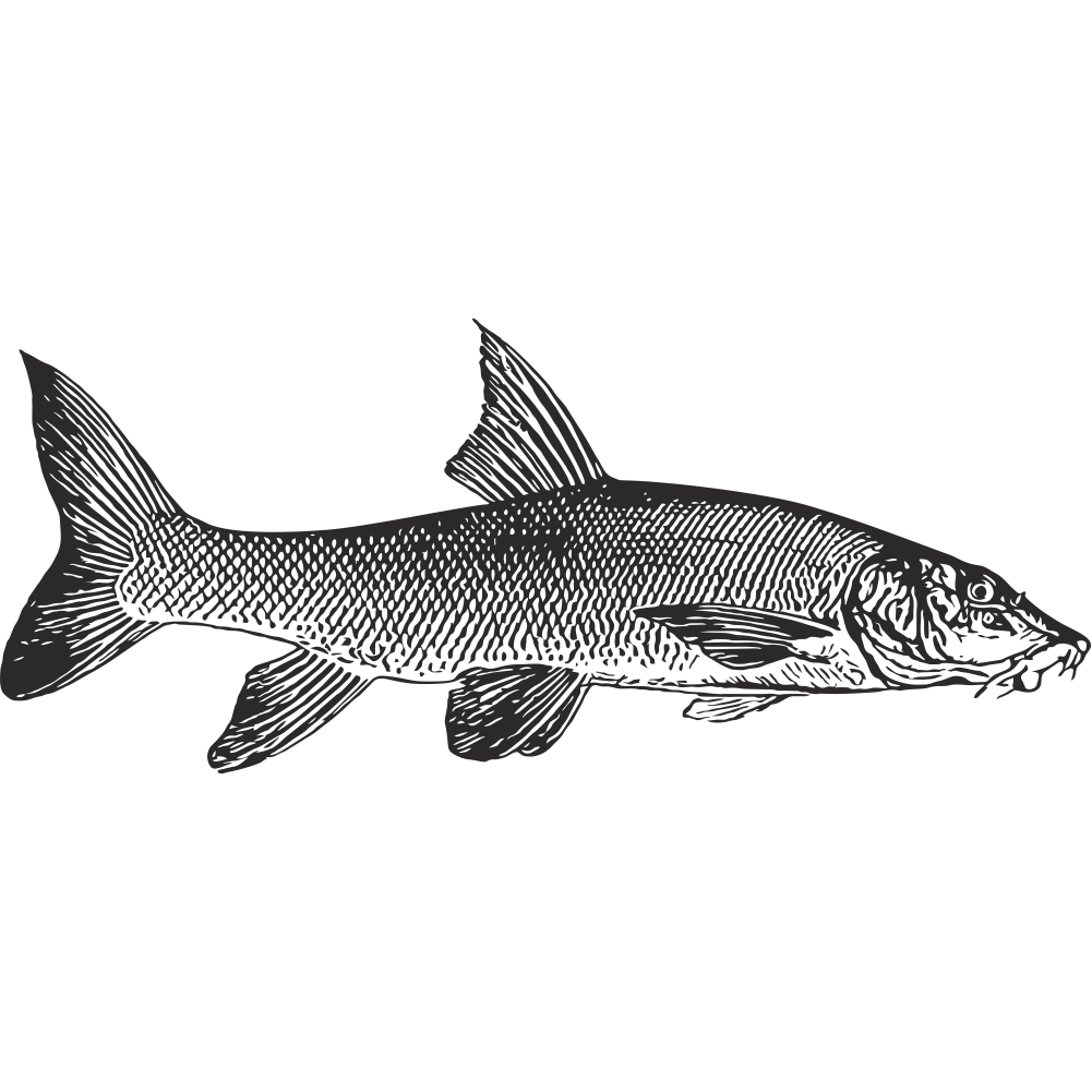 Barbel fish silhouette for custom vinyl decal or sticker design – black outline on white background