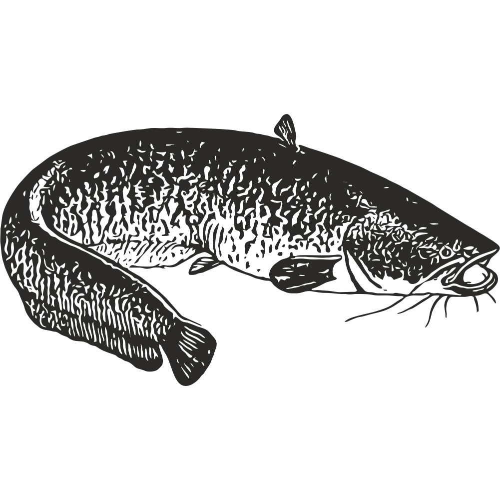 Catfish silhouette illustration – black line art for fishing decal or custom vinyl sticker design