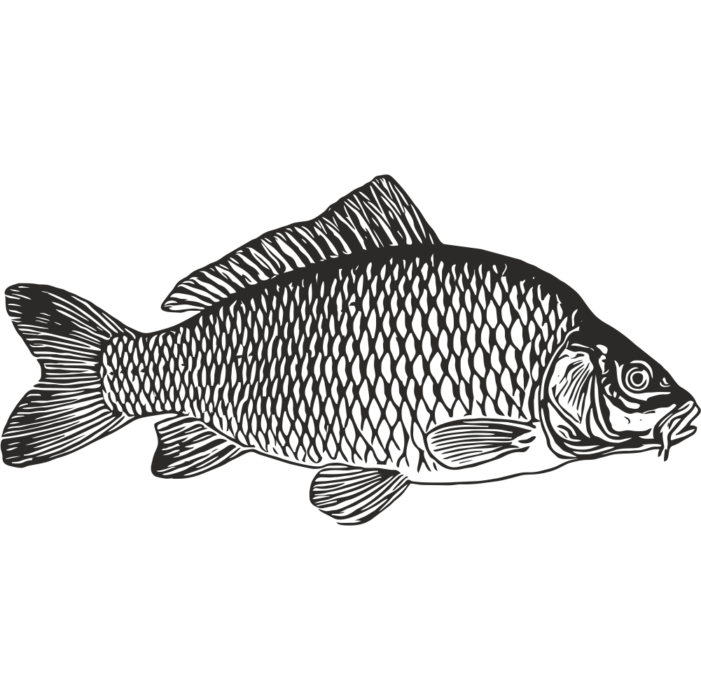 Common carp silhouette – detailed black line art for vinyl decal or fishing sticker design