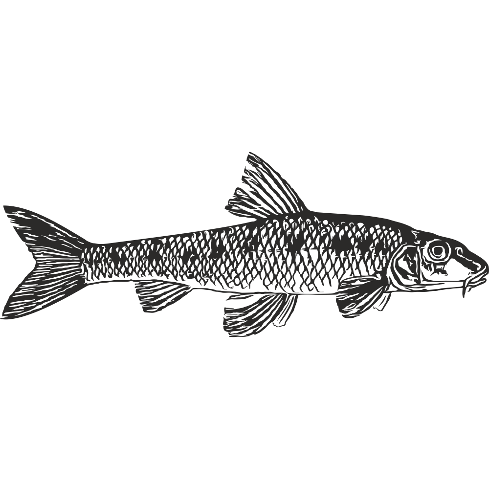 Gudgeon fish silhouette – black line art for custom vinyl decal or fishing-themed sticker design
