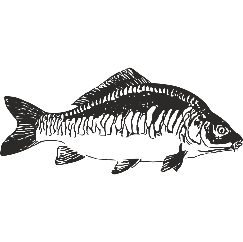 Mirror carp vinyl wall decal in black – detailed fishing sticker product image on transparent background.