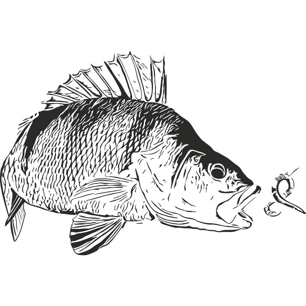 Perch fish vinyl wall decal in black – detailed fishing sticker product image on transparent background.