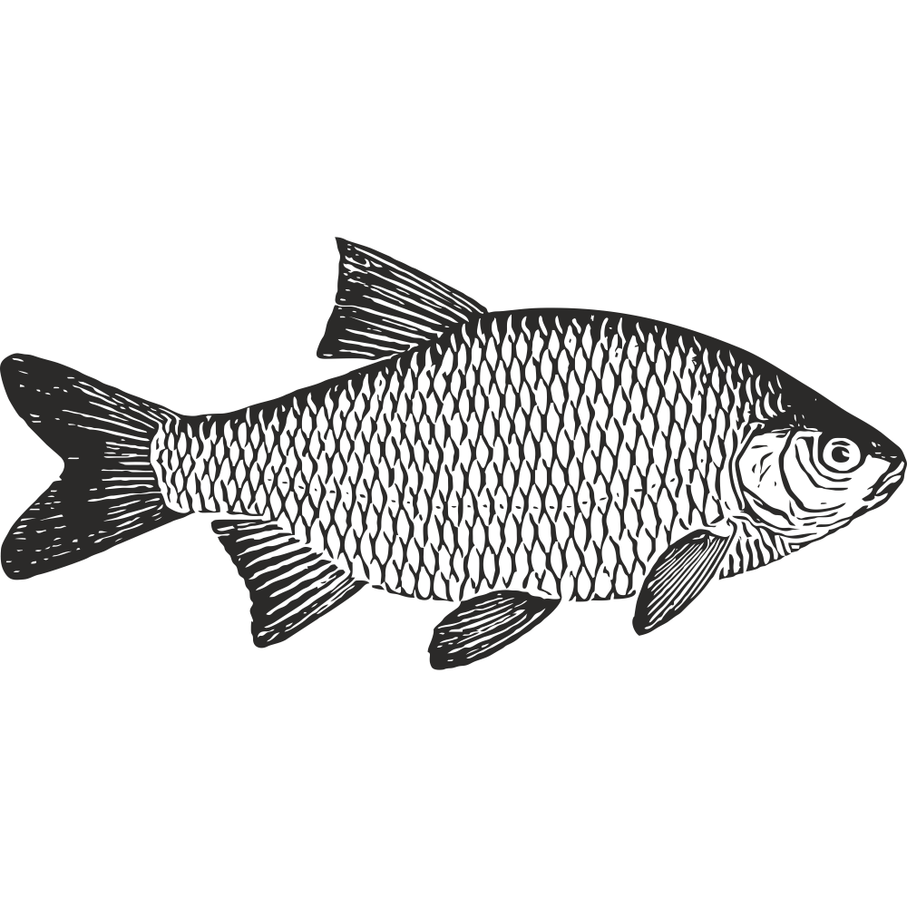 Rudd fish silhouette – detailed black line art for vinyl decal, coarse fishing sticker or tackle box decor