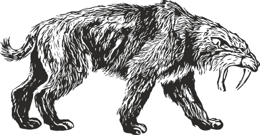 Black Right-facing Smilodon wall decal – prehistoric saber-toothed cat vinyl sticker