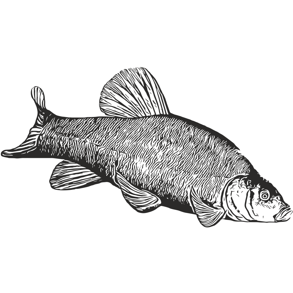 Tench fish wall decal facing right – detailed black vinyl fishing sticker