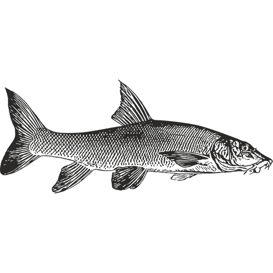 Barbel fish silhouette for custom vinyl decal or sticker design – black outline on white background