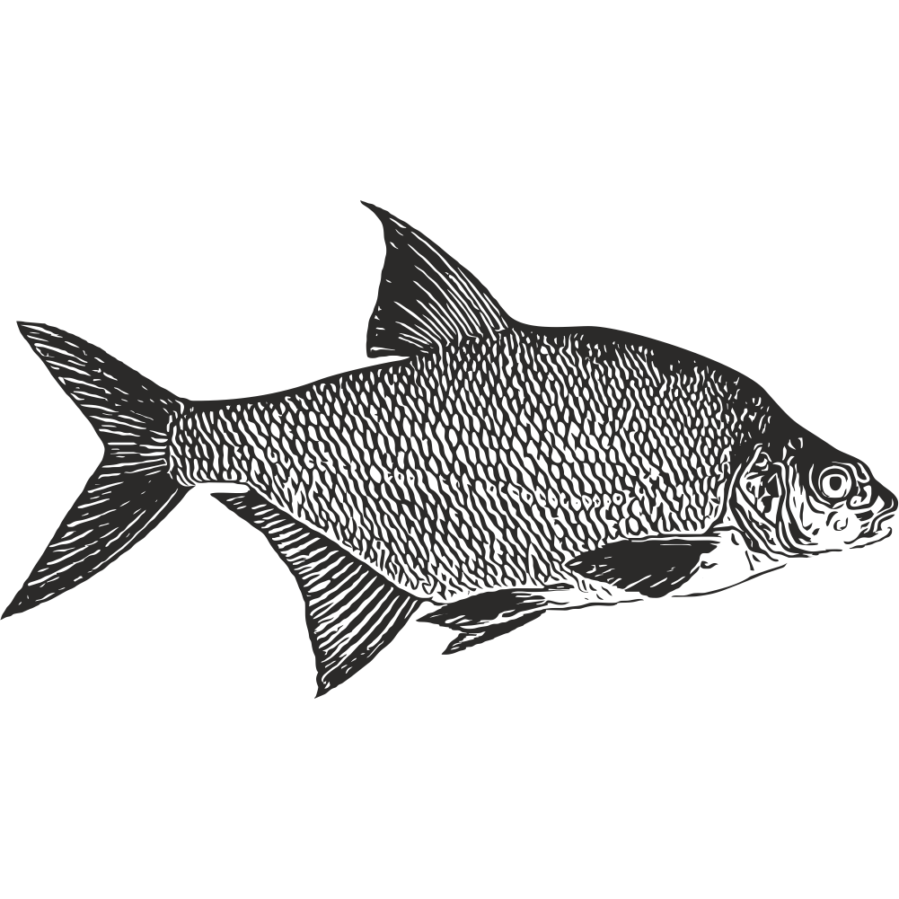 Bream fish silhouette for custom vinyl decal or fishing-themed sticker – black outline on white background