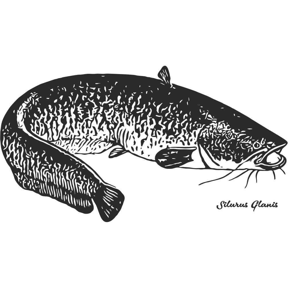 Catfish fishing decal with detailed realistic catfish illustration