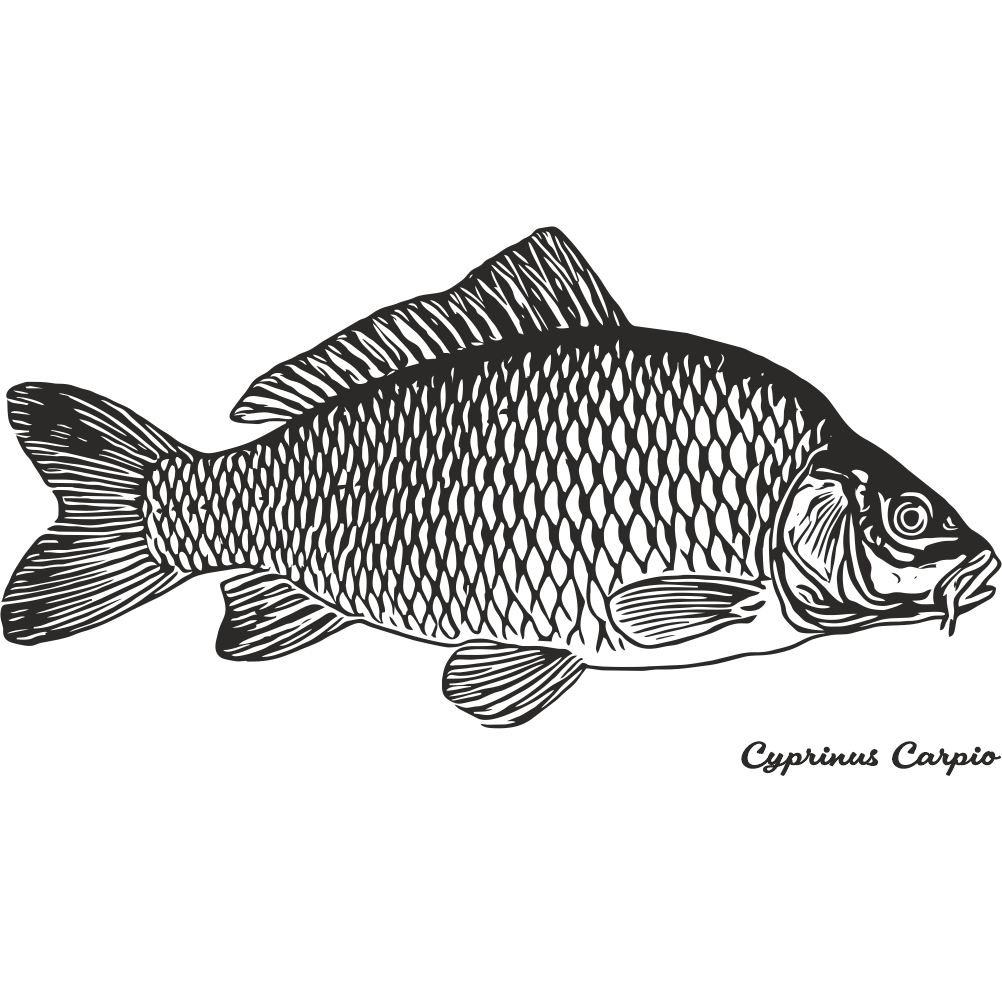 Common carp fishing decal with detailed realistic carp illustration