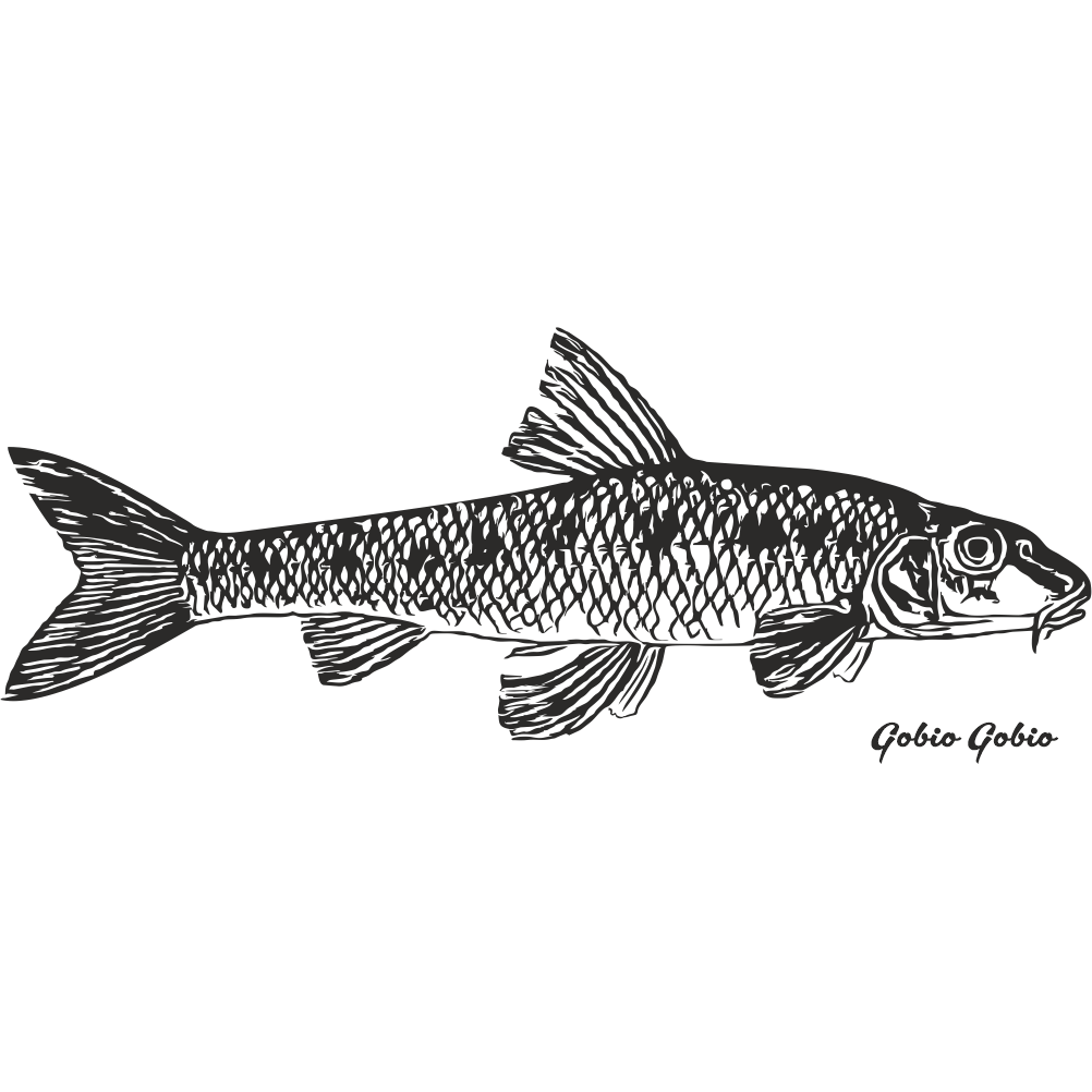 Gudgeon fishing decal with detailed realistic gudgeon illustration