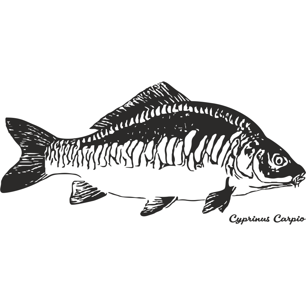 Mirror carp fishing decal with detailed realistic mirror carp illustration