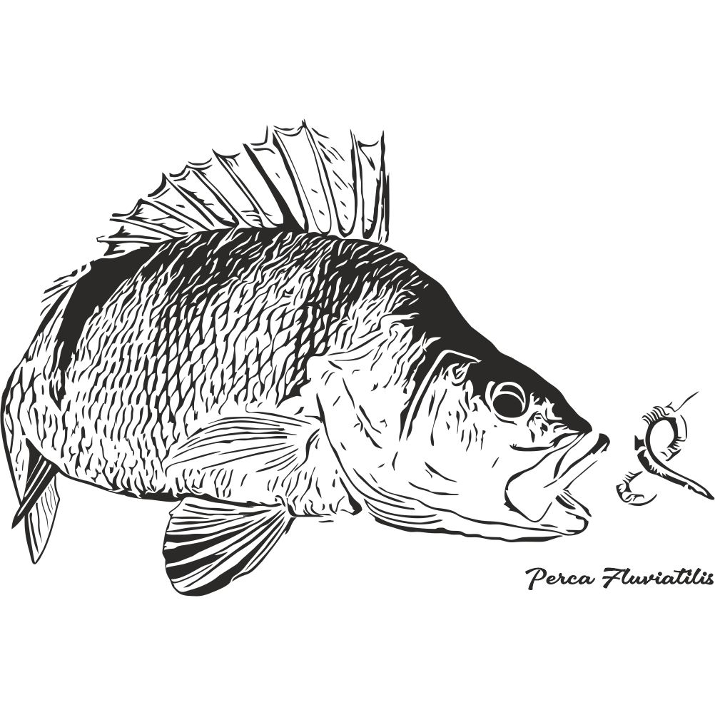 Perch fishing decal with detailed realistic perch illustration