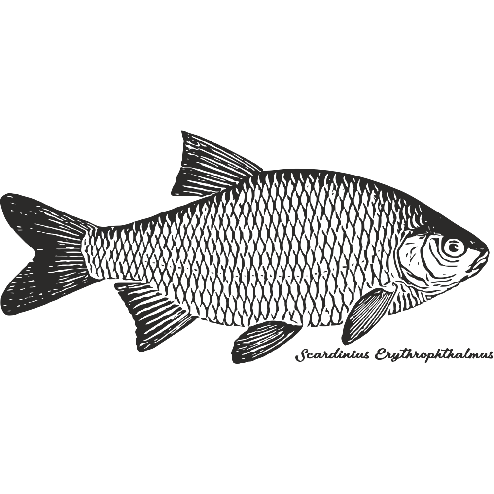 Rudd fishing decal with detailed realistic rudd illustration