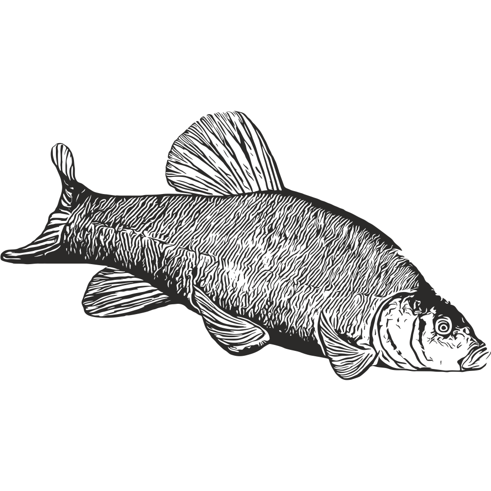 Tench fishing decal with detailed realistic tench illustration