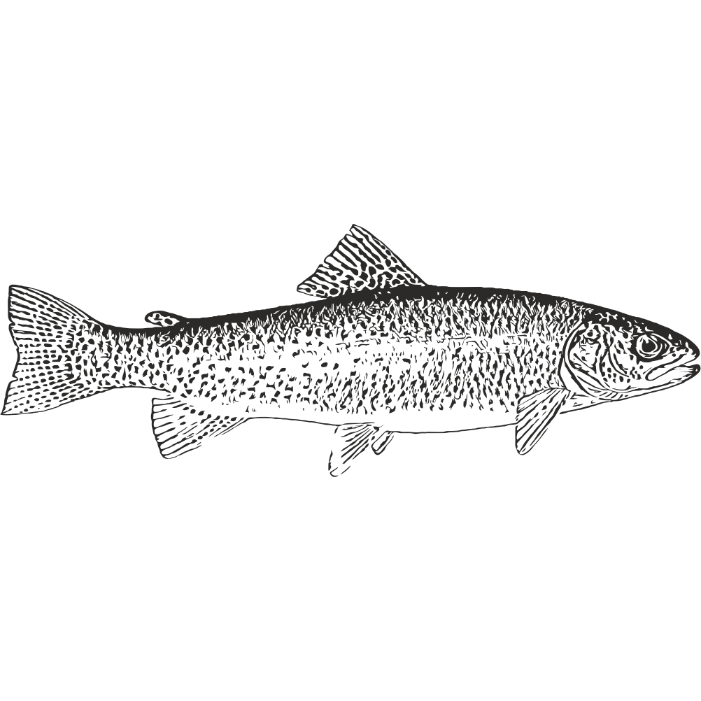 Trout fishing decal with detailed realistic trout illustration